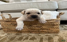 Mini Hippo dogs for sale: Duke - Image 5