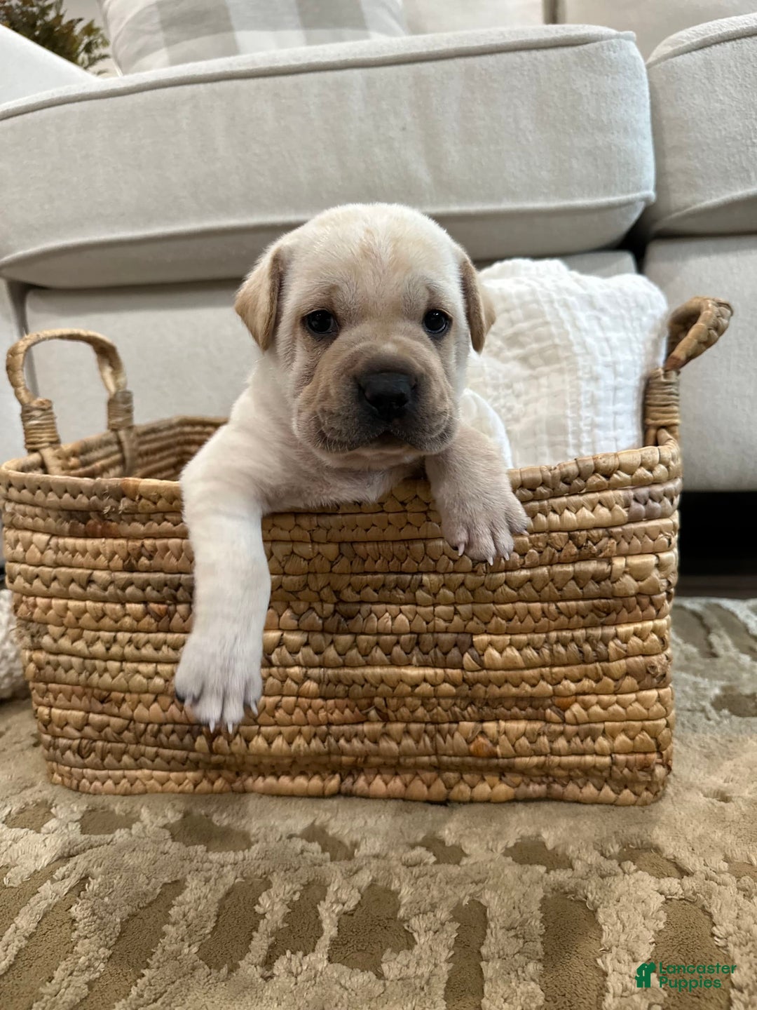 Mini Hippo dogs for sale: Duke - Image 5