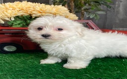 Coton De Tulear dogs for sale: Aaron - Image 2