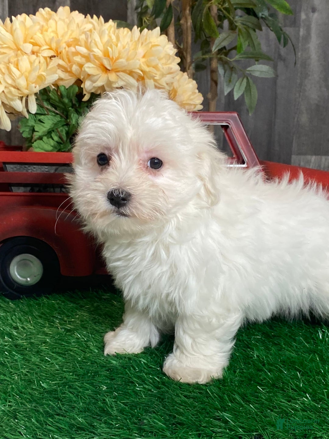 Coton De Tulear dogs for sale: Aaron - Image 2