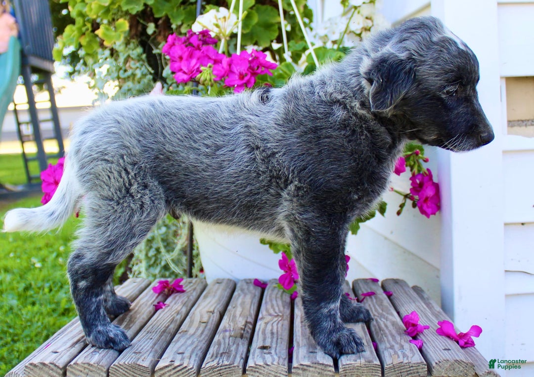 Australian Cattle Dog dogs for sale: Bingo - Image 1