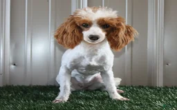 Miniature Poodle dogs for sale: Benny - Image 4