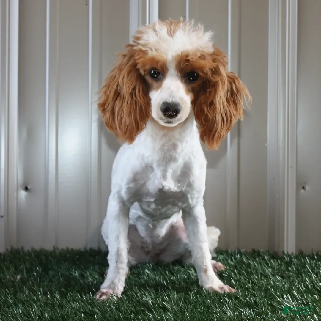 Miniature Poodle dogs for sale: Benny - Image 4