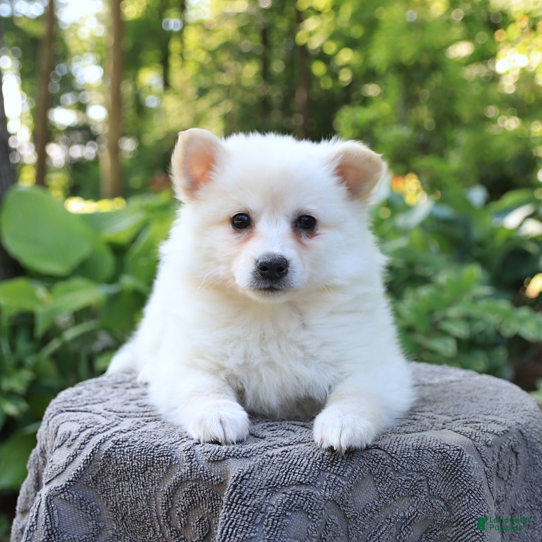 American Eskimo dogs for sale: Stuart - Image 5