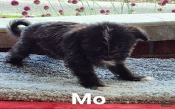 Shorkie dogs for sale: Mo - Image 3