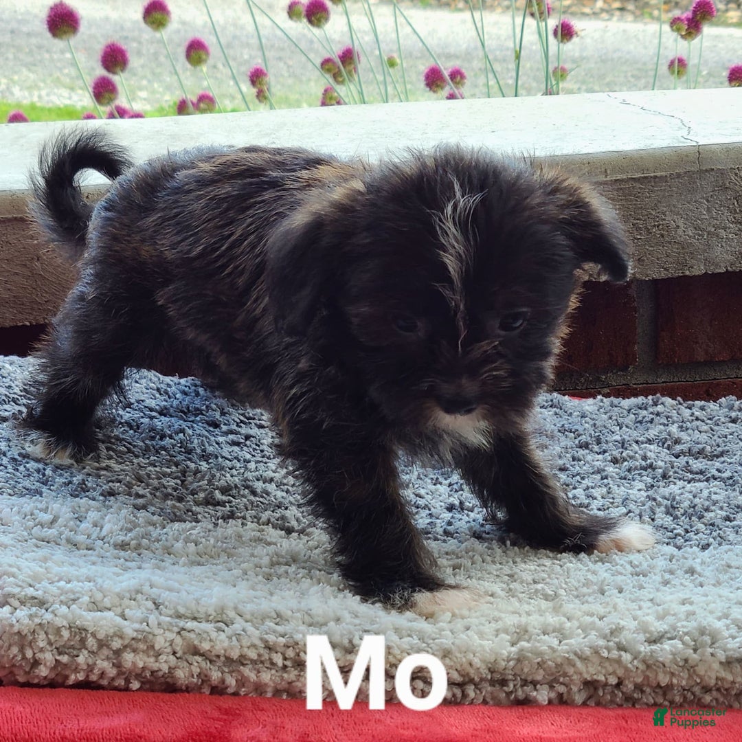 Shorkie dogs for sale: Mo - Image 3