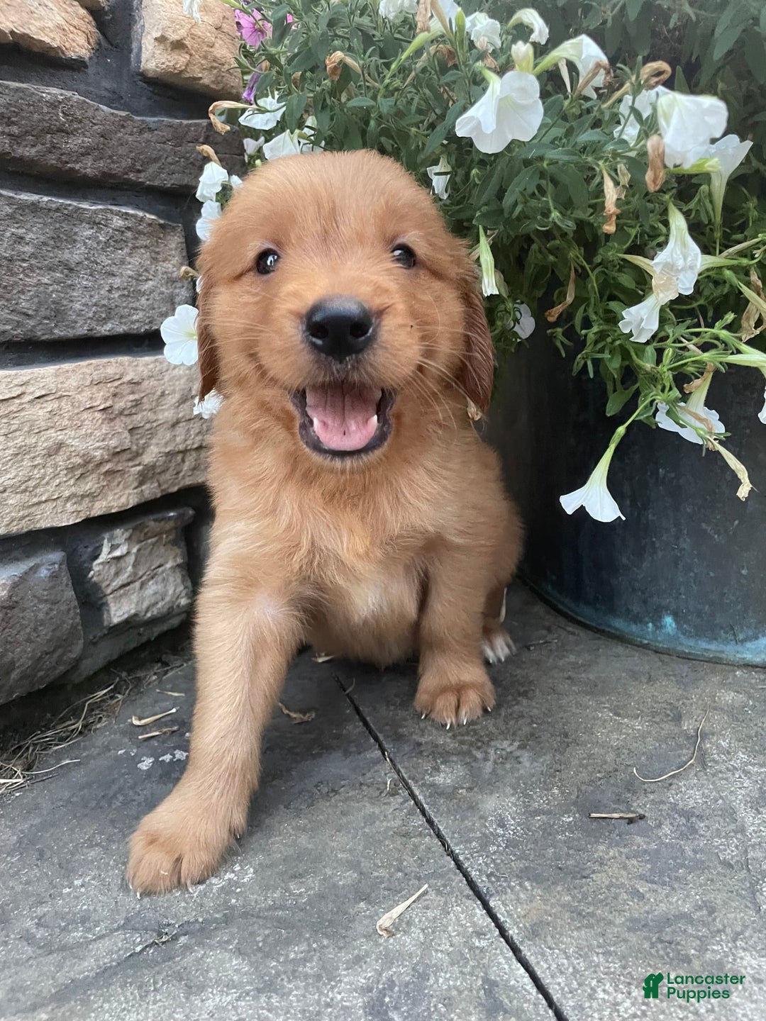 Golden Retriever dogs for sale: Champ - Image 5