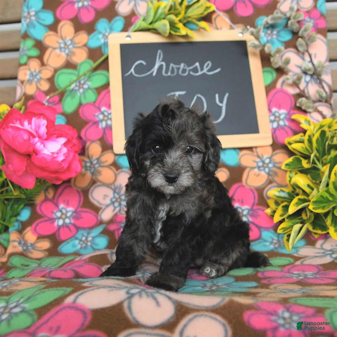 Miniature Poodle dogs for sale: Oakley - Image 23
