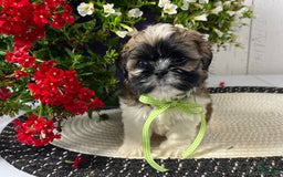 Shih Tzu dogs for sale: Dexter - Image 1