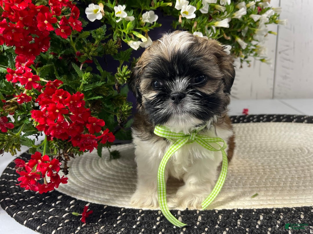 Shih Tzu dogs for sale: Dexter - Image 1