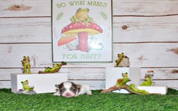 Chihuahua dogs for sale: Victor - Image 1