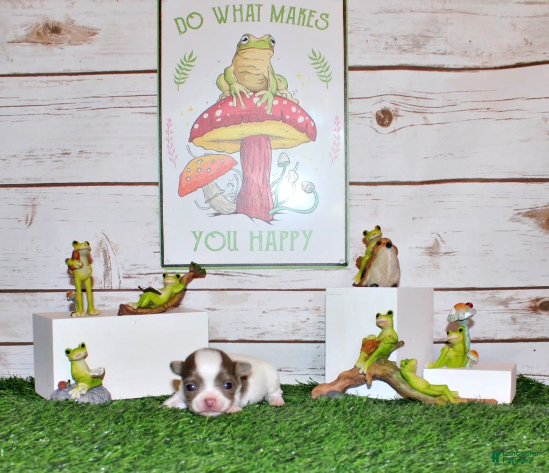 Chihuahua dogs for sale: Victor - Image 1