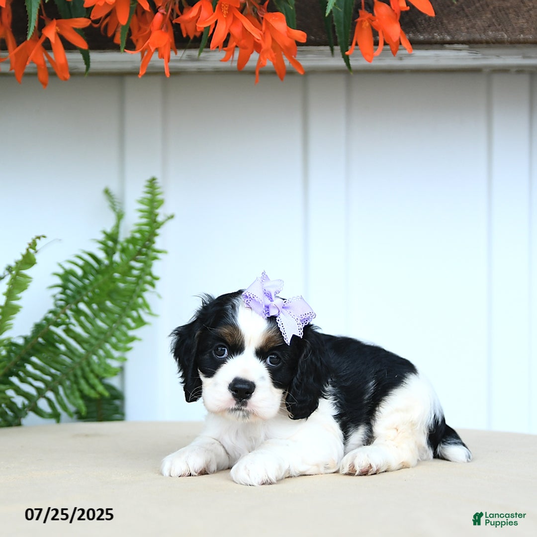 Cocker Spaniel dogs for sale: Nessa - Image 3