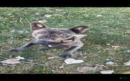 French Bulldog dogs for sale: Puppy 3 - Image 5