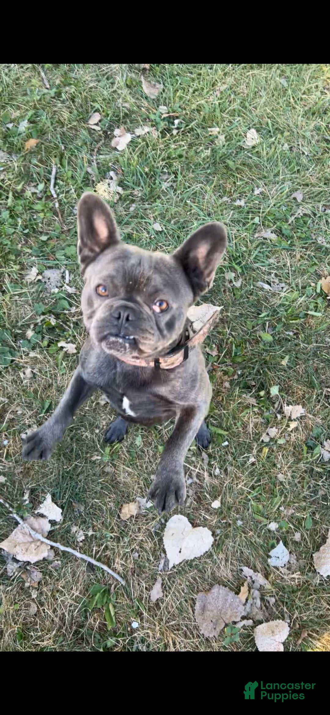 French Bulldog dogs for sale: Puppy 3 - Image 5