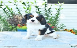 Cavalier King Charles Spaniel dogs for sale: Lola - Image 11