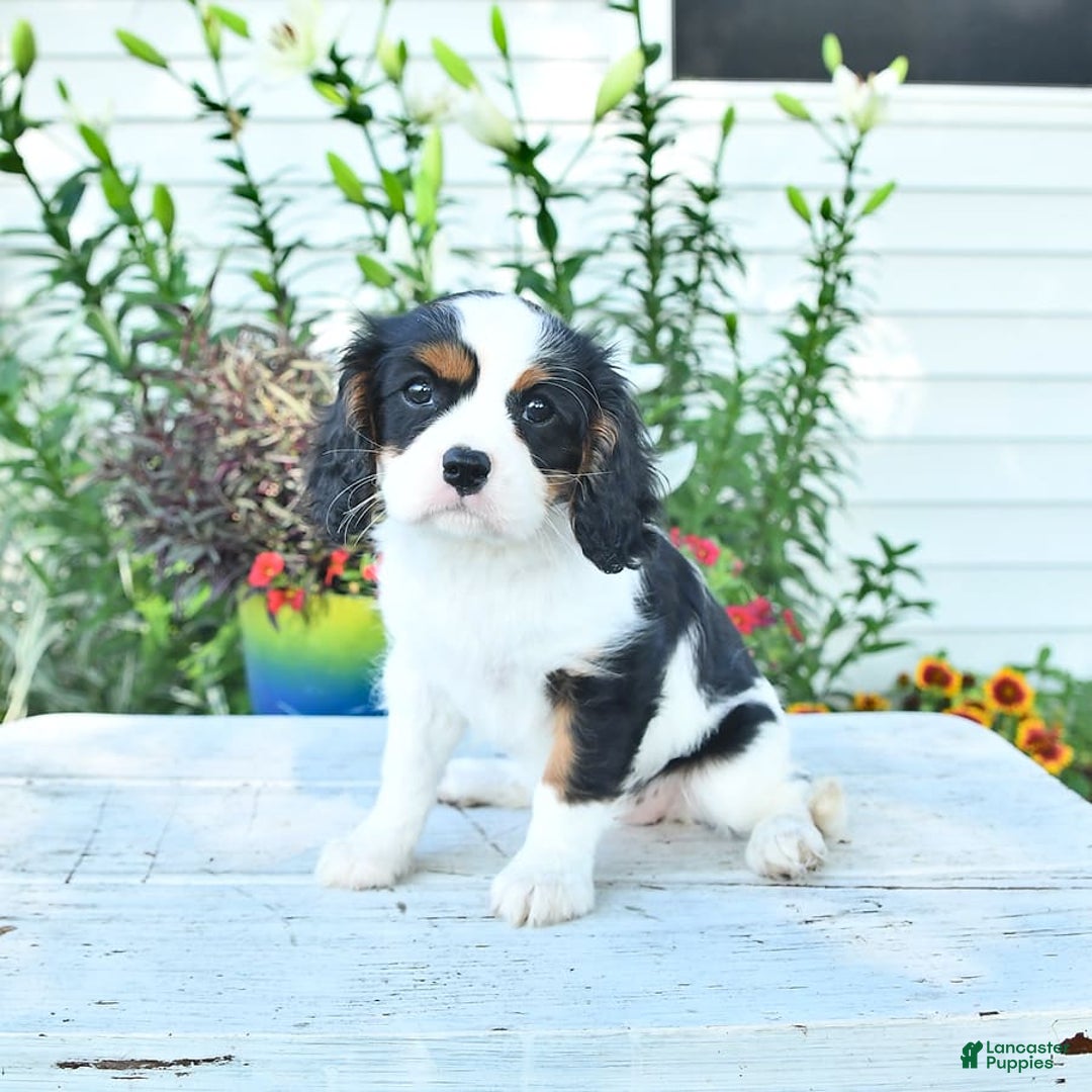 Cavalier King Charles Spaniel dogs for sale: Lola - Image 11