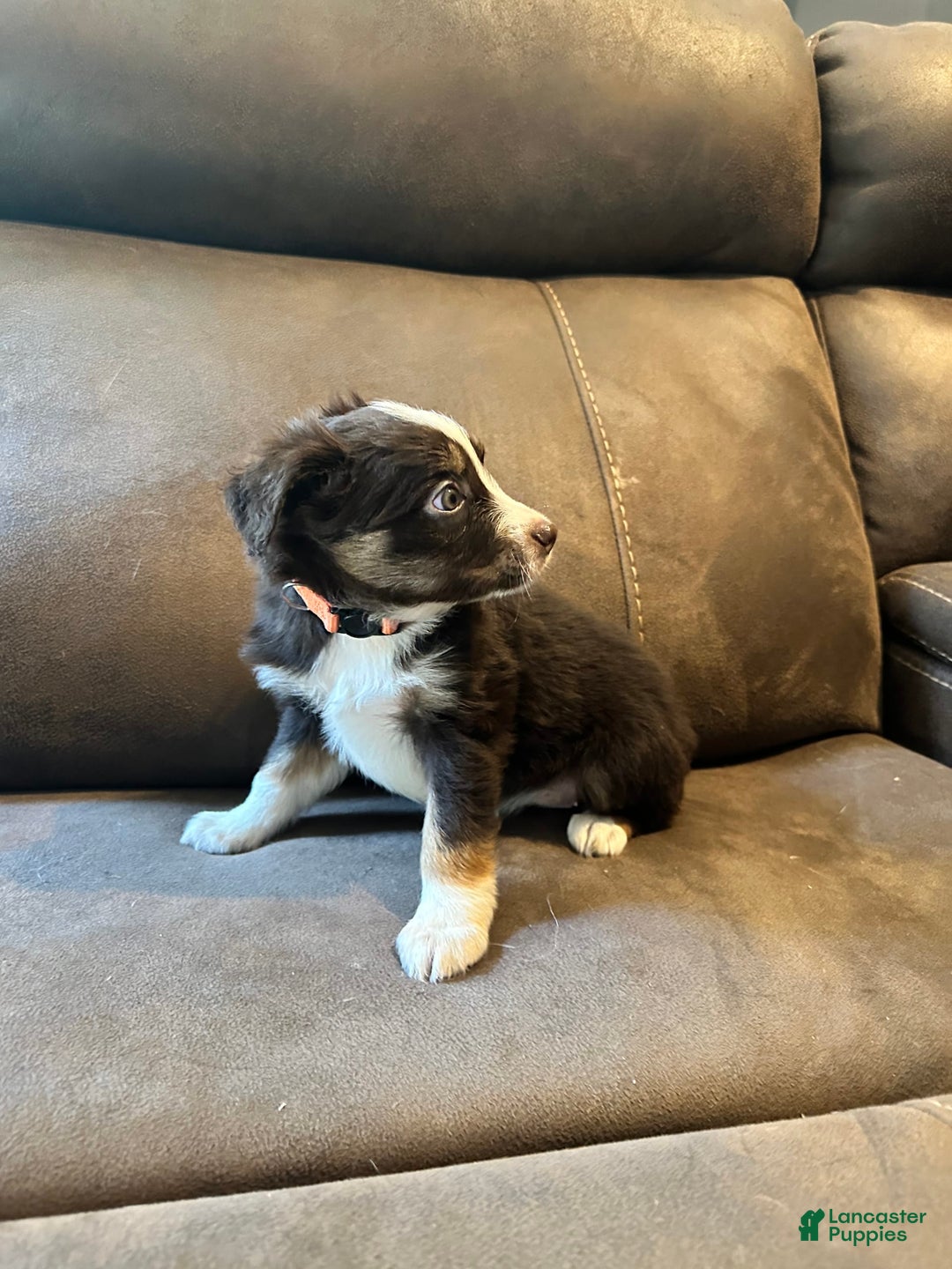Miniature Australian Shepherd dogs for sale: Red Tri Female - Image 4