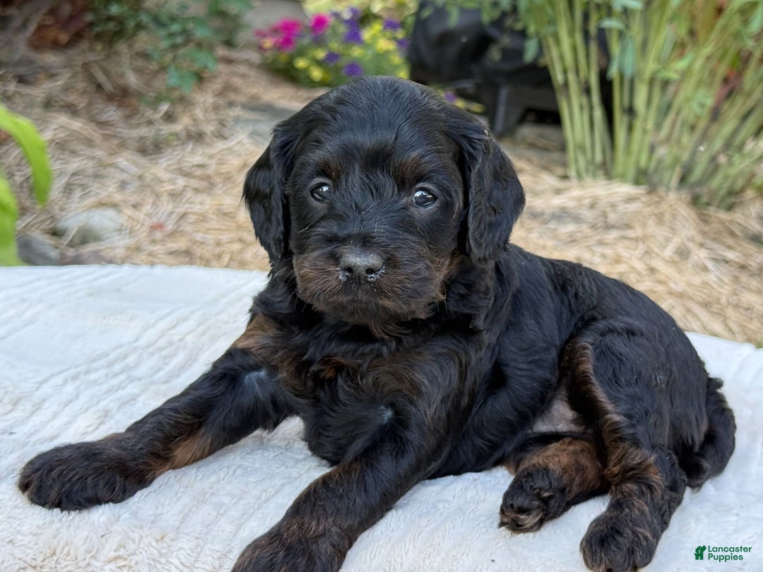 Cavapoo dogs for sale: Luna - Image 13