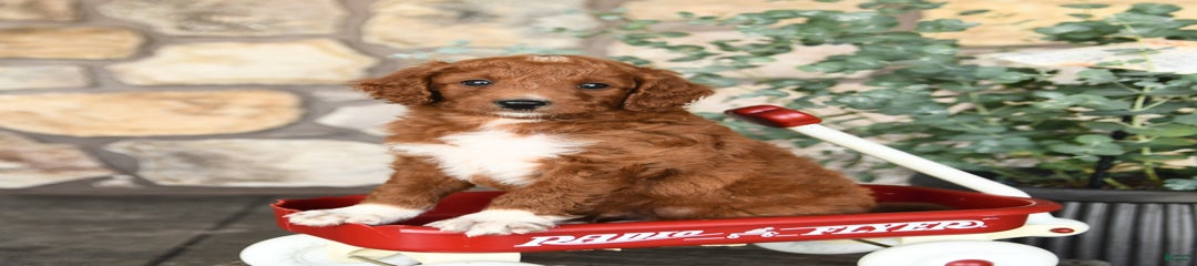 Barkey