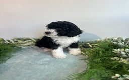 Mini Bernedoodle dogs for sale: Jasper - Image 4
