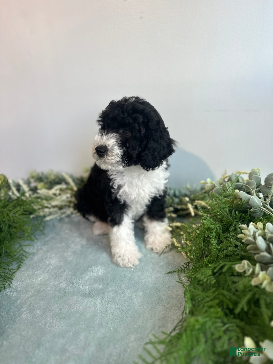 Mini Bernedoodle dogs for sale: Jasper - Image 4
