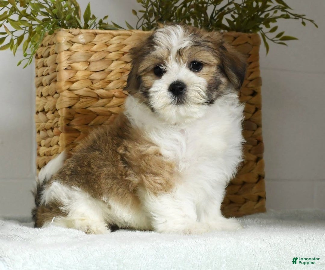 Teddy Bear dogs for sale: Wells - Image 8