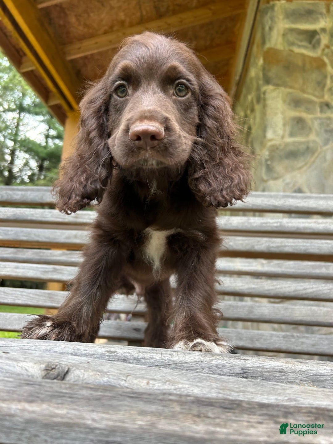 Cocker Spaniel dogs for sale: Cocker Spaniel 4 puppies - Image 27