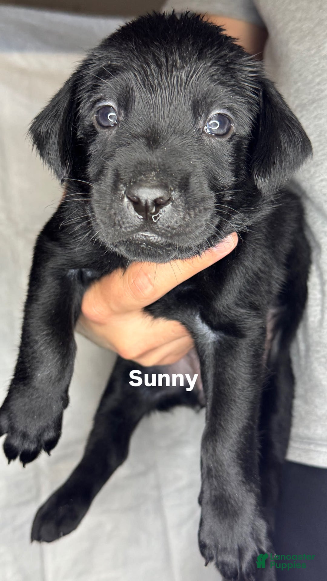 Labrador Retriever dogs for sale: Sunny - Image 1