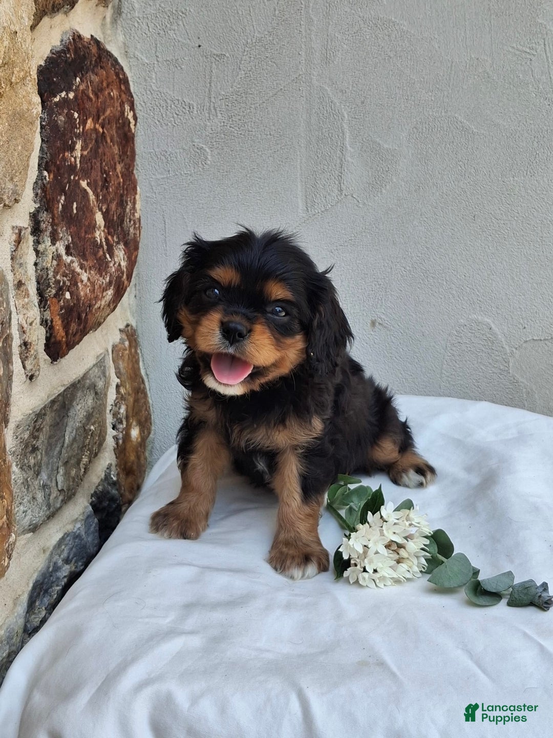 Cavalier King Charles Spaniel dogs for sale: Sprinkles - Image 6