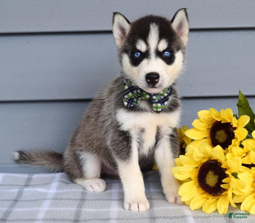 Siberian Husky dogs for sale: Conner - Image 4