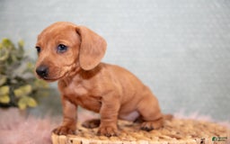 Miniature Dachshund dogs for sale: Fawn - Image 3