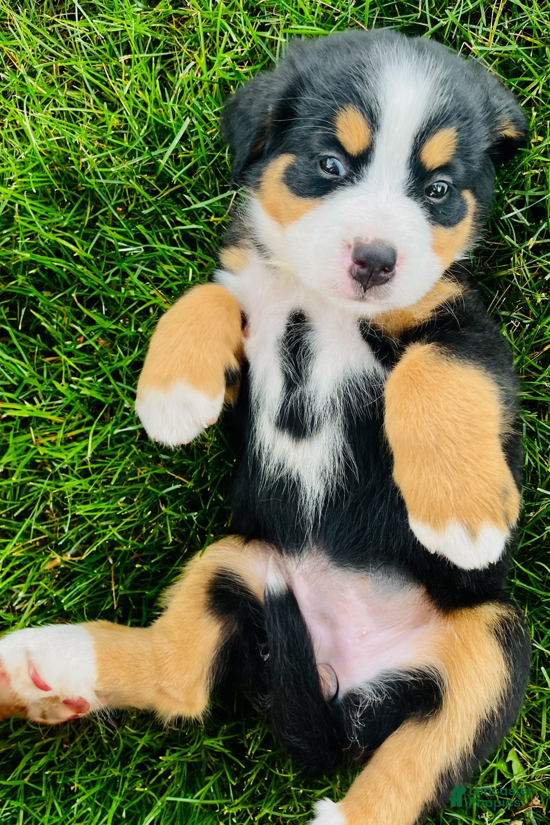Bernese Mountain Dog dogs for sale: Bernese Mountain Dog 8 puppies - Image 11