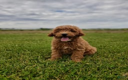Mini Goldendoodle dogs for sale: Milo F1b - Image 15