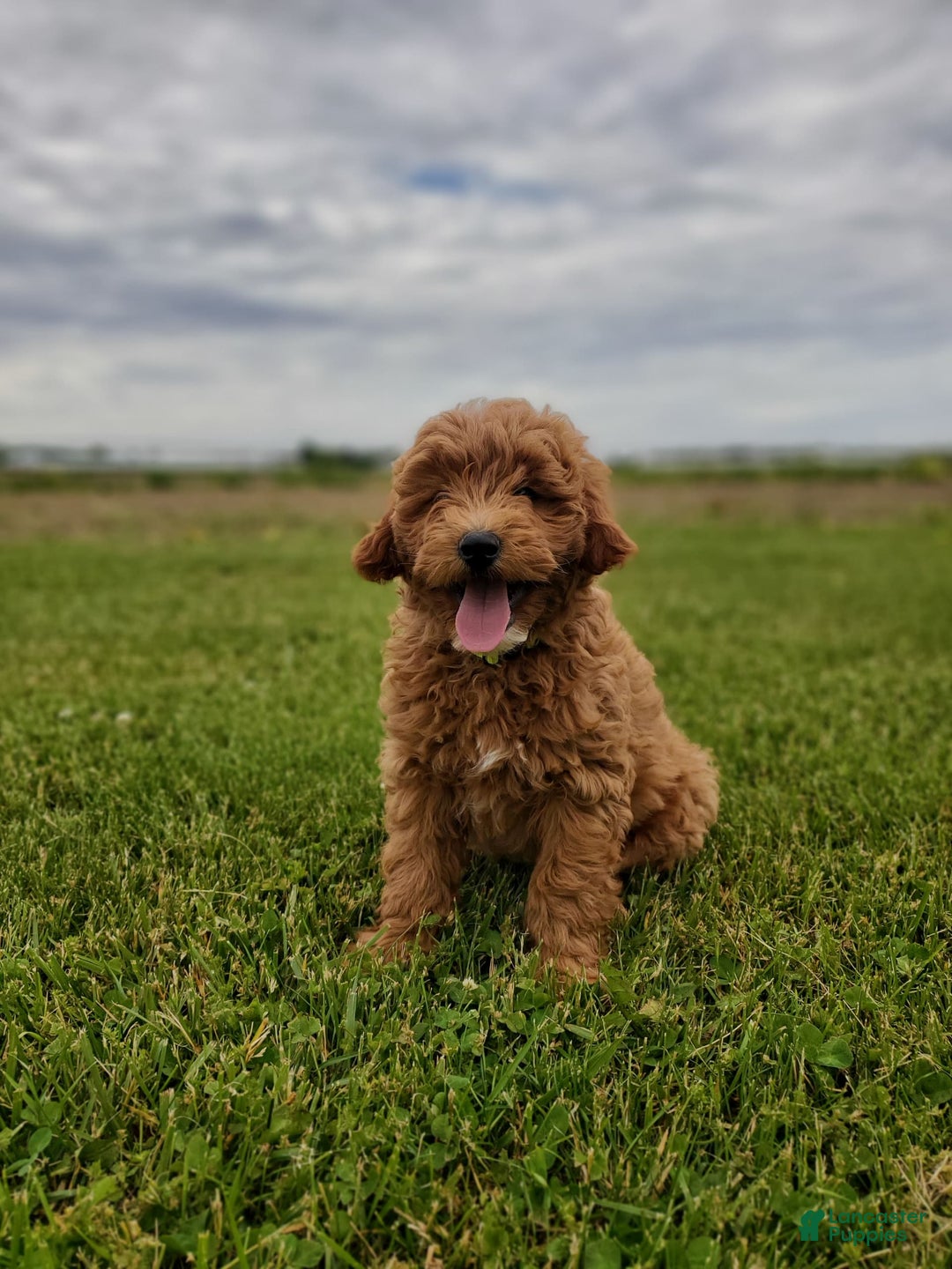 Mini Goldendoodle dogs for sale: Milo F1b - Image 15