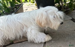 Morkie dogs for sale: Leo - Image 13