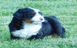 Mini Bernedoodle dogs for sale: Konnor - Image 9