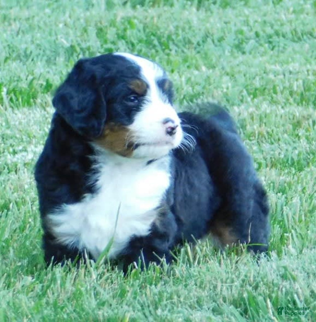 Mini Bernedoodle dogs for sale: Konnor - Image 9