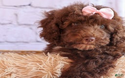 Cockapoo dogs for sale: Barb - Image 1