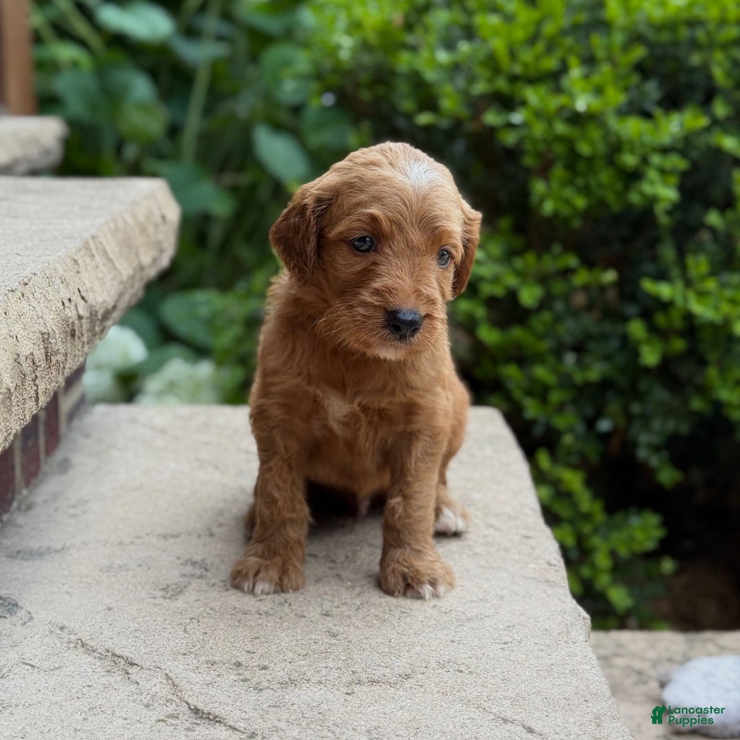 Goldendoodle dogs for sale: Ember - Image 2