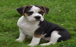 Beabull dogs for sale: Taffy - Image 5