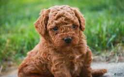 Miniature Poodle dogs for sale: Tristan - Image 4