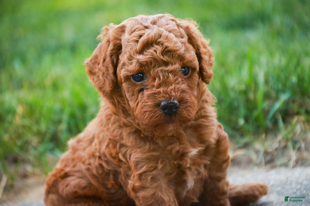 Miniature Poodle dogs for sale: Tristan - Image 4