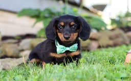 Miniature Dachshund dogs for sale: Olaf - Image 3