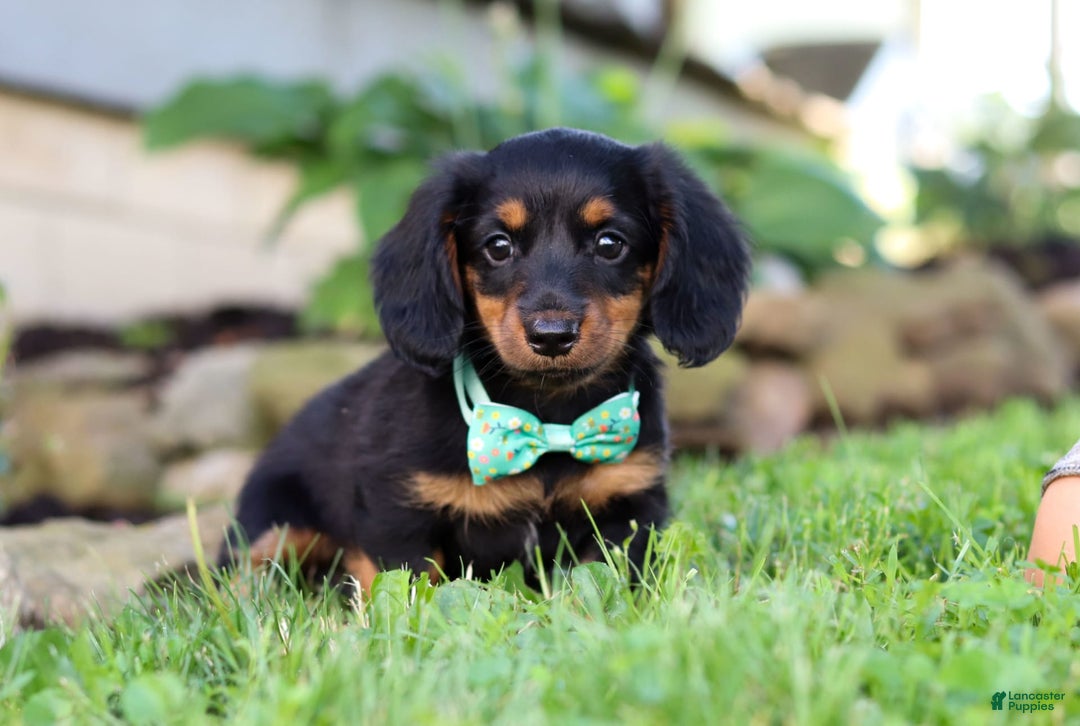 Miniature Dachshund dogs for sale: Olaf - Image 3