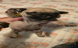 Pug dogs for sale: Davy - Image 10
