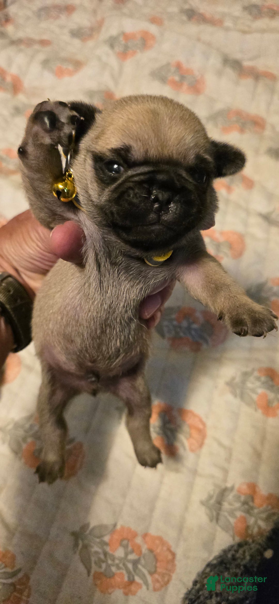 Pug dogs for sale: Davy - Image 10