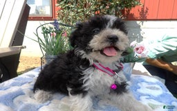 Aussiedoodle dogs for sale: Marcy - Image 3