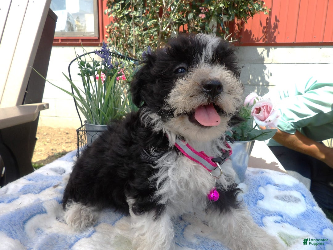 Aussiedoodle dogs for sale: Marcy - Image 3