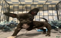 Chihuahua dogs for sale: Bia - Image 14